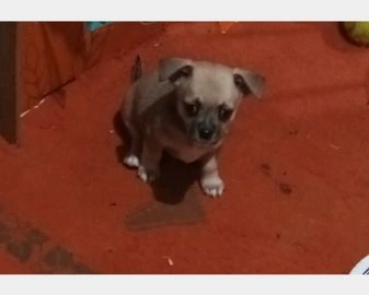Chihuahua cani in vendita a Corigliano-Rossano, Cosenza - Annuncio 2