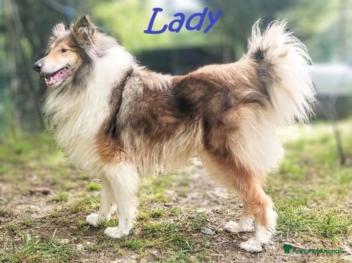 LADY collie puro affettuosa e dolce! in regalo a Città Metropolitana di ...