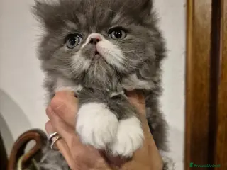 Persiano gatti Meravigliosi cuccioli di gatto persiano - Annuncio 6