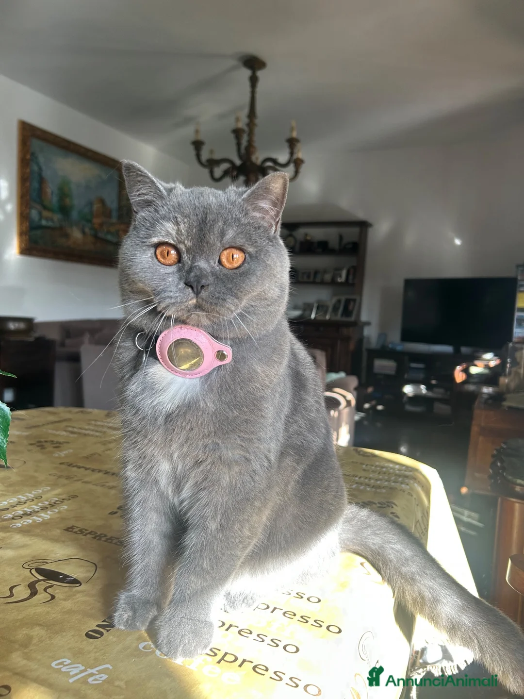 British gatti in vendita: Gattino British Shorthair - Annuncio 5