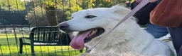 Pastore Svizzero cani in regalo: Gucci, uno splendido pastore svizzero - Annuncio 3