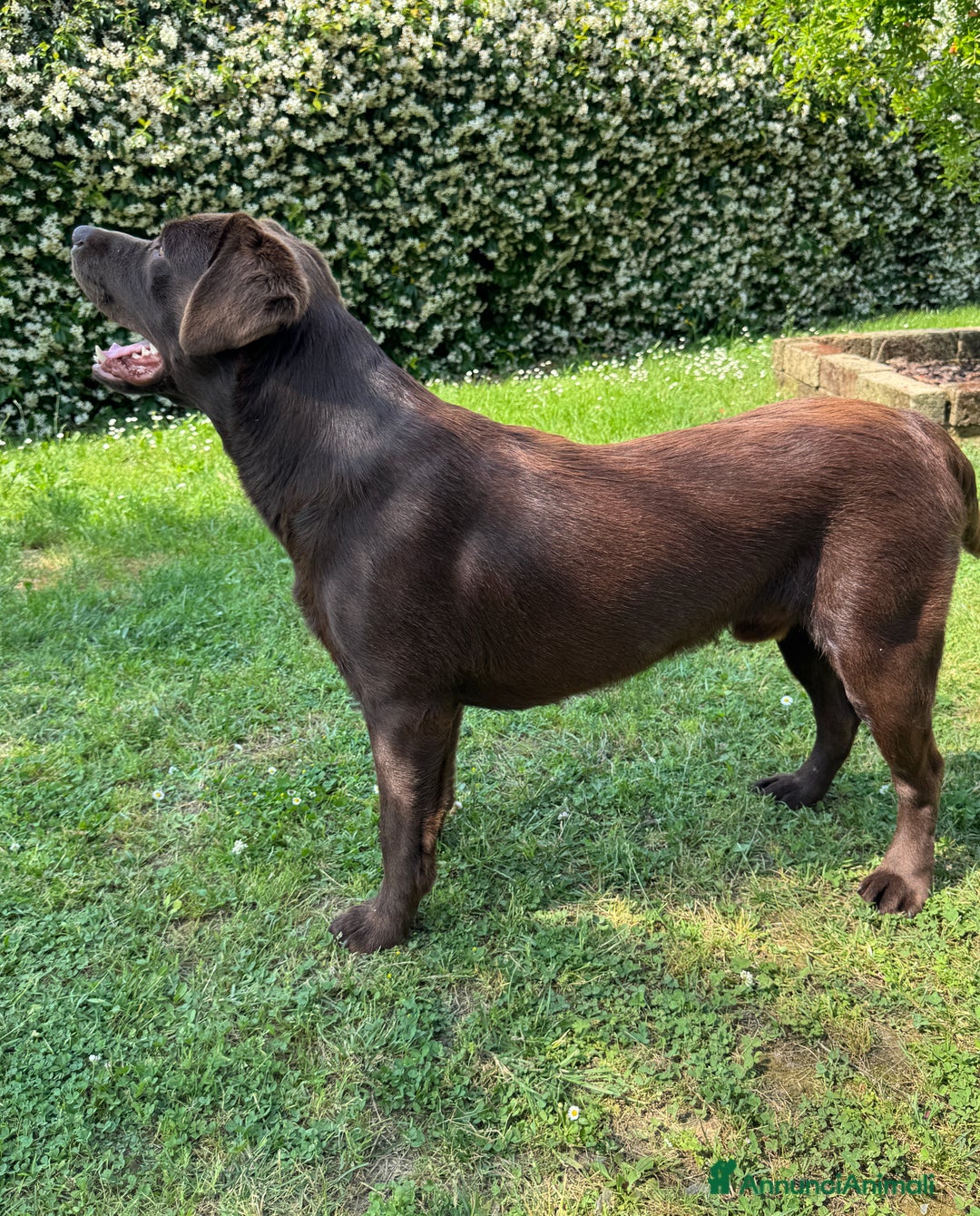 Labrador cani per accoppiamento: Disponibile per accoppiamento  - Annuncio 2