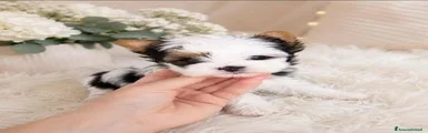 Max