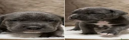 Cane Corso cani in vendita: Cuccioli di Cane Corso  - Annuncio 6