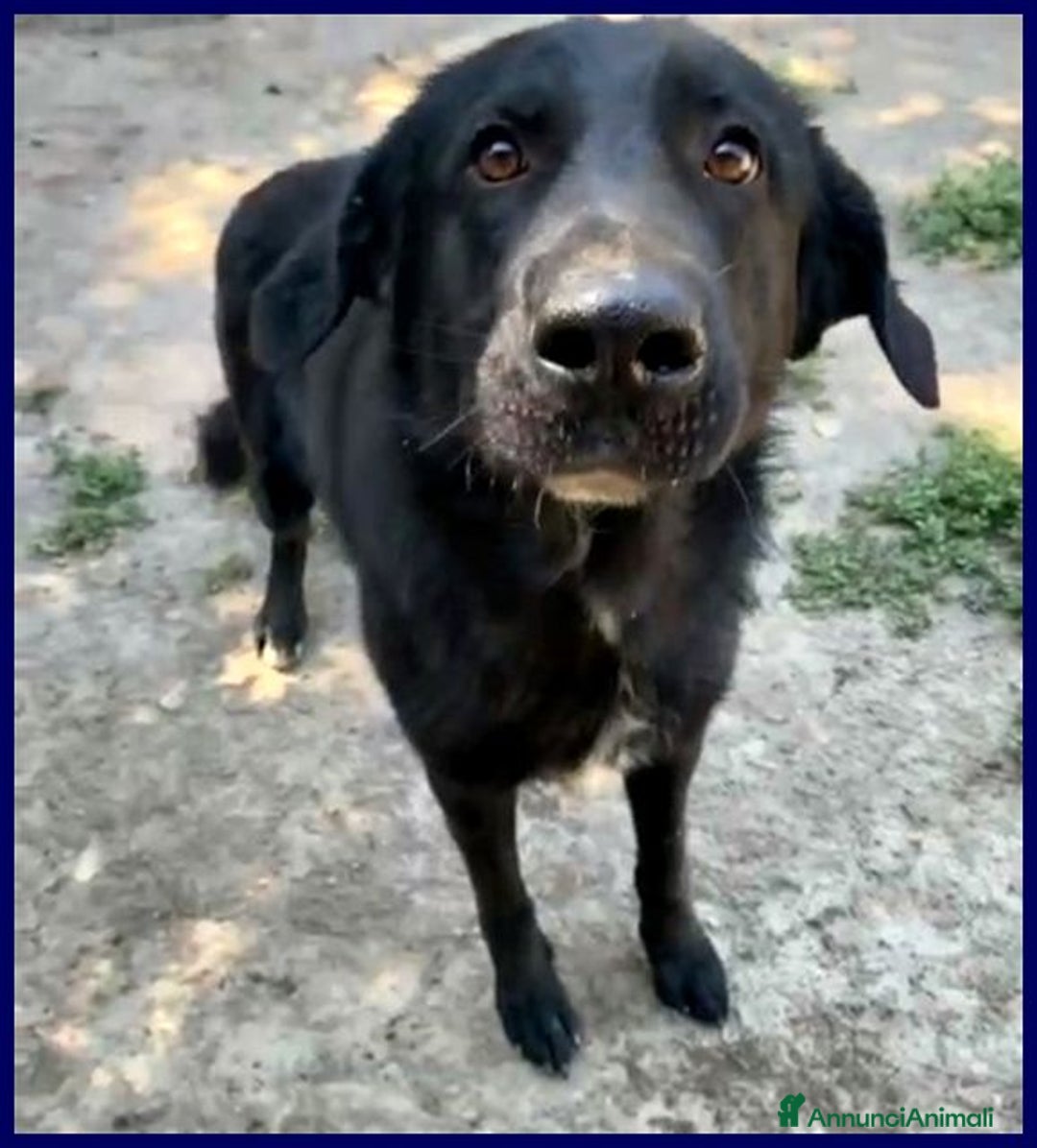 Meticcio cani in regalo: SMOG 6anni buono e remissivo  - Annuncio 3