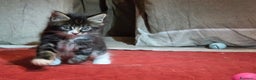 Maine Coon gatti in vendita: Vendo Cuccioli di Maine Coon - Annuncio 24