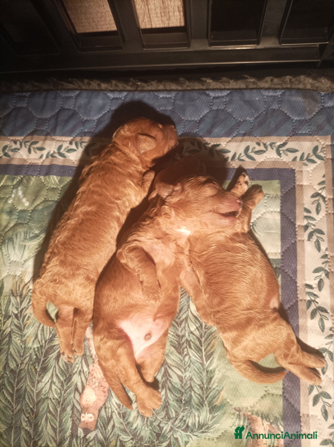 Barboncino cani in vendita: Barboncina Toy pedigree ENCI  - Annuncio 3