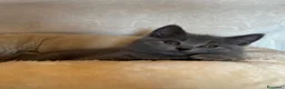 Certosino gatti in vendita: Cuccioli di certosino con pedigree  - Annuncio 4