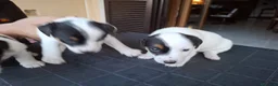 Jack Russell cani in vendita: Jack Russell Terrier a Città metropolitana di Roma Capitale - Annuncio 3