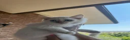 Siberiano gatti in vendita: Cucciolini di gatto siberizno cresciuti in casa - Annuncio 7