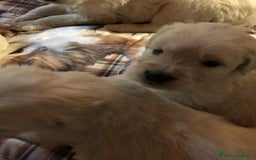 Golden Retriever cani in vendita: Cuccioli di golden retriever - Immagine 5