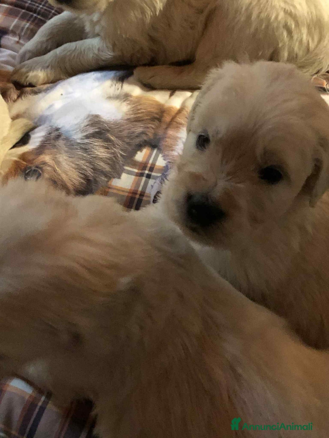 Golden Retriever cani in vendita: Cuccioli di golden retriever - Immagine 5