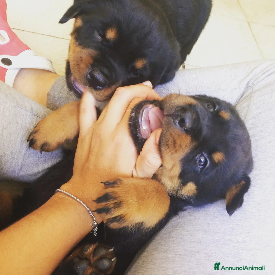 Rottweiler cani in vendita: Ultime due cucciole disponibili in Allevamento a Provincia di Benevento - Annuncio 6