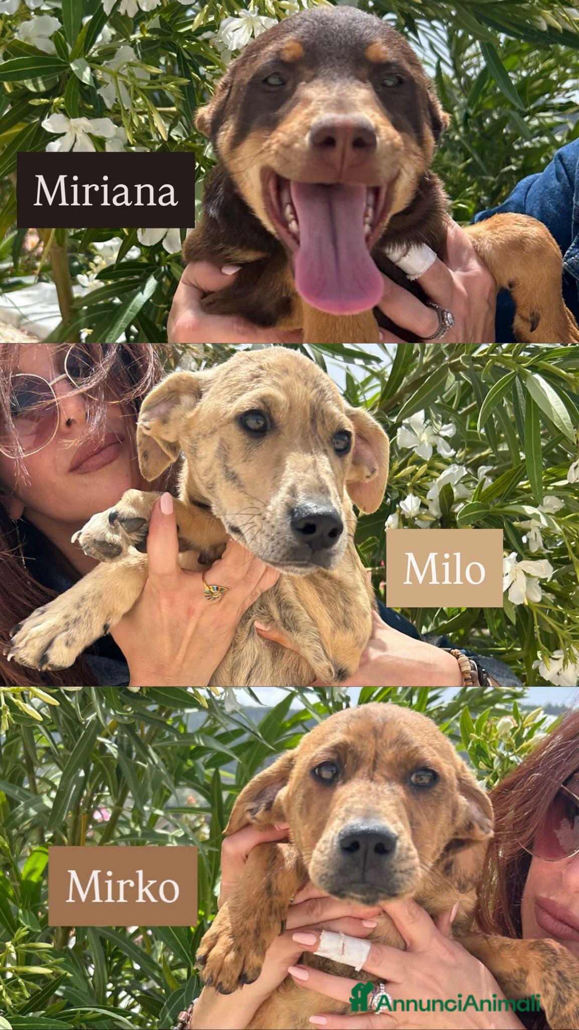 Meticcio cani MILO, MIRIANA E MIRKO, - Annuncio 8