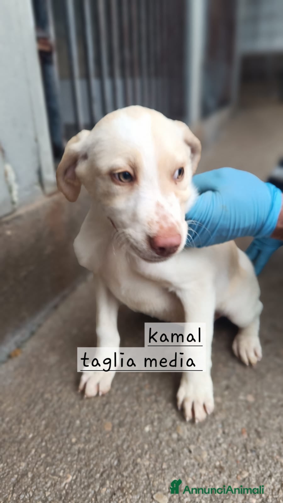 Breton cani Cuccioli di taglia media simil breton - Annuncio 2