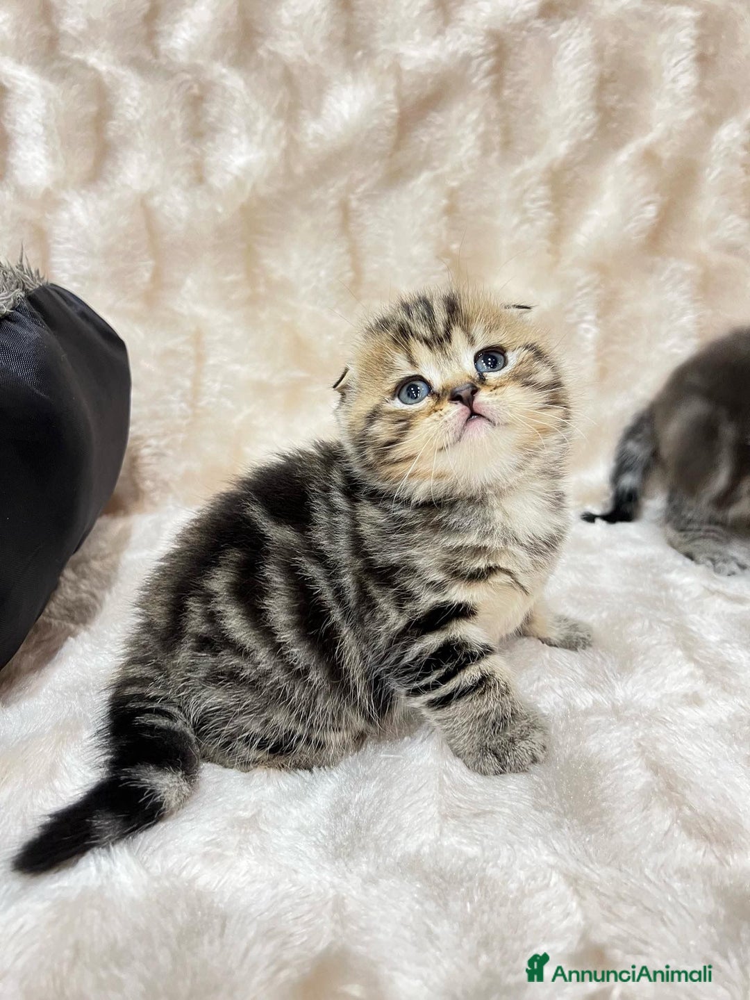 Scottish gatti in vendita: Scottish Fold e Straight  - Annuncio 11