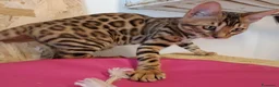 Bengala gatti in vendita: Bengala cucciole a Provincia di Treviso - Annuncio 4
