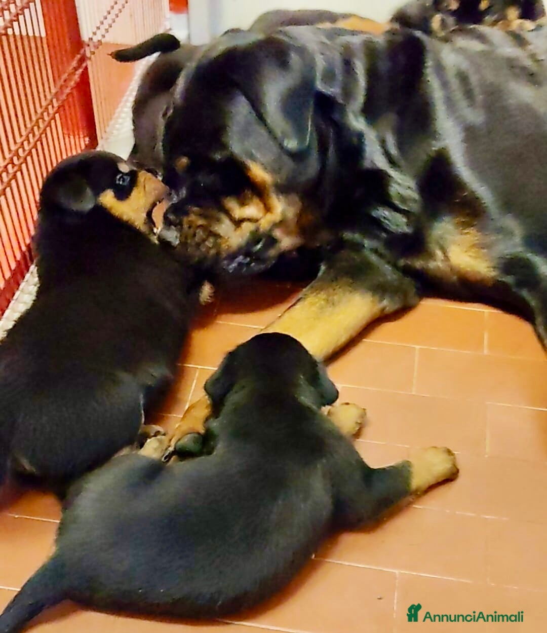 Rottweiler cani in vendita: ROTTWEILER CUCCIOLI MASCHI - Annuncio 2