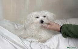 Maltese cani in vendita: Cuccioli di Maltese a Provincia di Pavia - Immagine 13