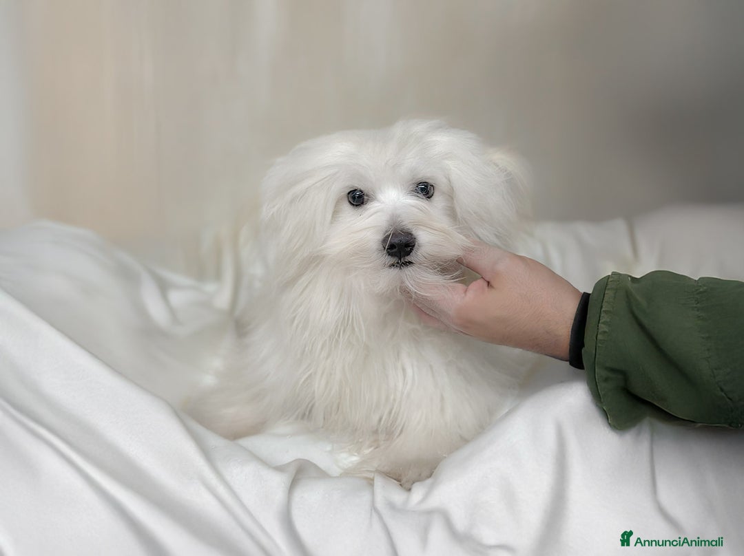 Maltese cani in vendita: Cuccioli di Maltese a Provincia di Pavia - Immagine 13