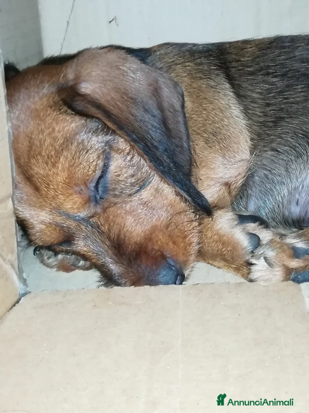 Bassotto cani in vendita: Bassotto pelo duro  - Annuncio 13