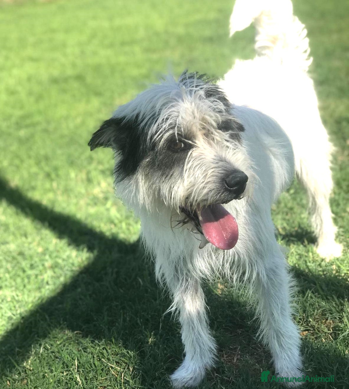 Spinone cani CIRILLO spinoncino molto carino a Provincia di Latina - Annuncio 2