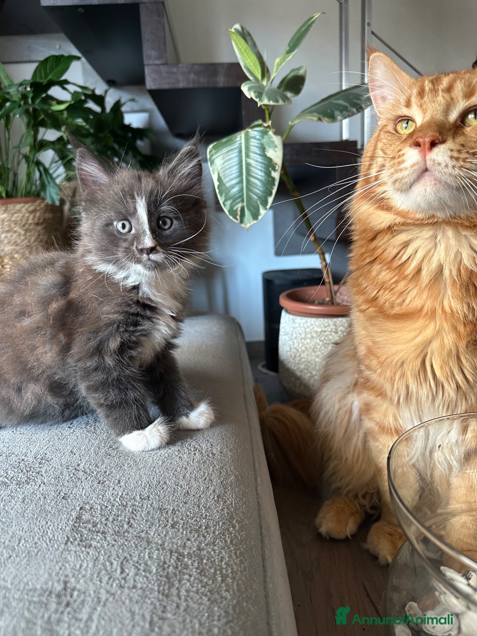 Maine Coon gatti Vendita cuccioli Maine Coon con pedigree ANFI - Annuncio 2