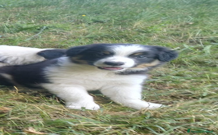 Border Collie cani a Provincia di Bergamo - Annuncio 1