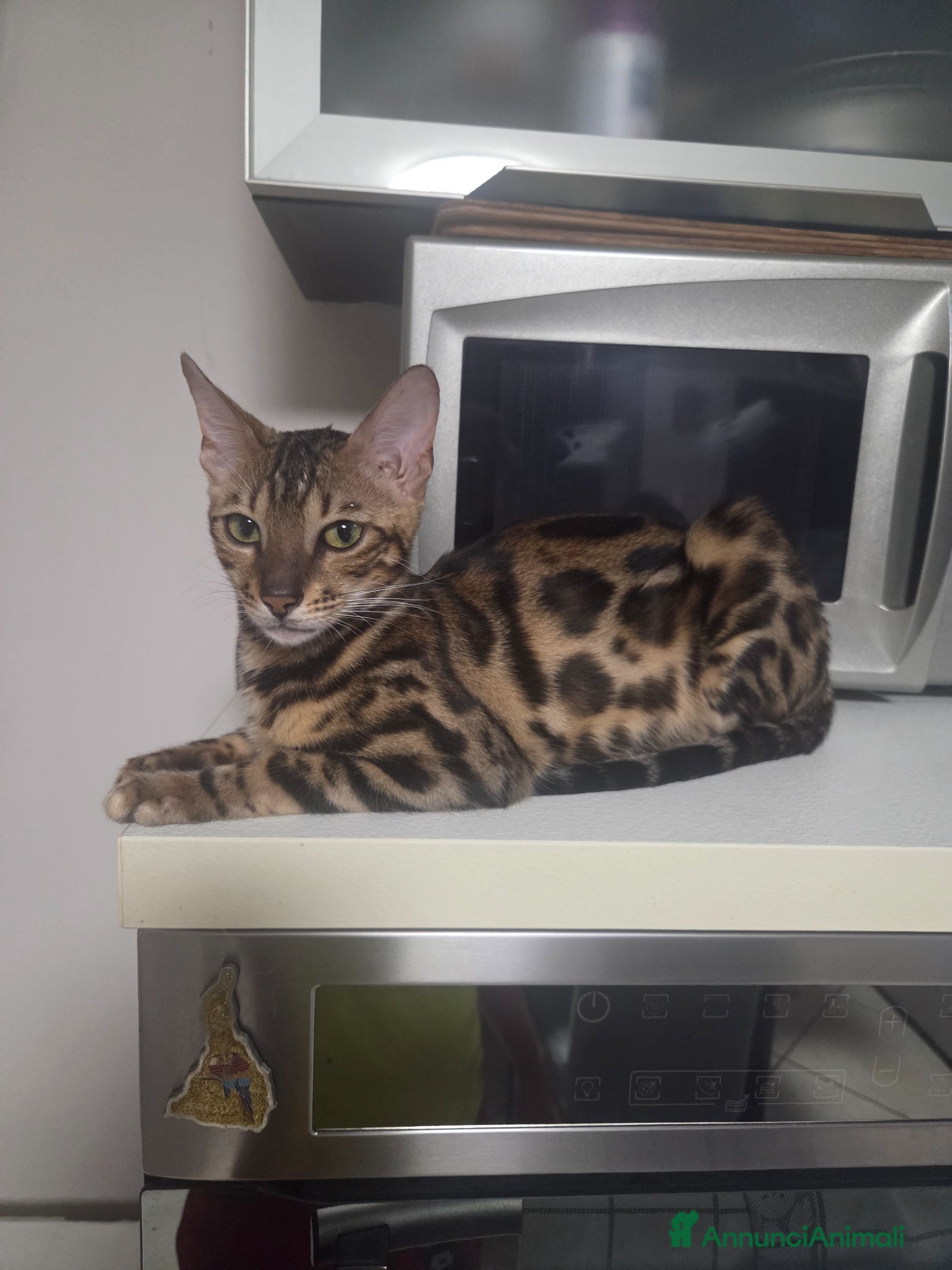 Bengala gatti Cuccioli di Bengala vendita - Annuncio 1