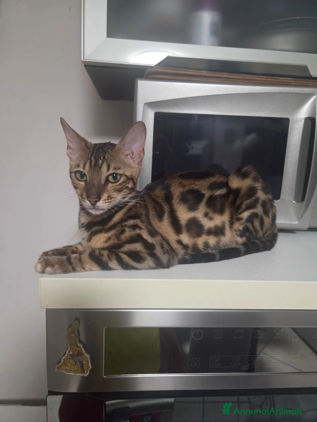 Bengala gatti in vendita: Cuccioli di Bengala vendita - Annuncio 1