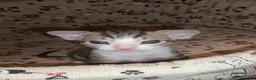 Sphynx gatti in vendita: Femminuccia sphynx donskoy  - Annuncio 1