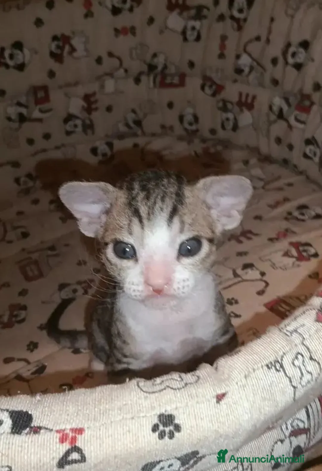 Sphynx gatti in vendita: Femminuccia sphynx donskoy  - Annuncio 1