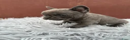 Bulldog Francese cani in vendita: Bulldog francesi cuccioli blu - Annuncio 3