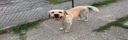 Labrador cani in regalo: CERCASI NUOVA FAMIGLIA PER LOVE - Annuncio 6