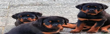 Rottweiler 3