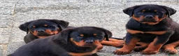 Rottweiler cani in vendita: ROTTWEILER TAGLIA GRANDE LINEA SERBA - Annuncio 2
