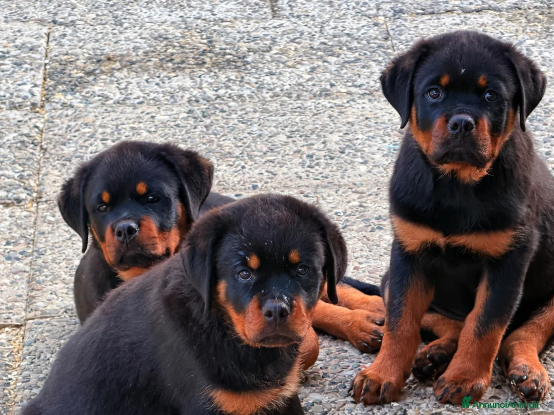 Rottweiler cani in vendita: ROTTWEILER TAGLIA GRANDE LINEA SERBA - Annuncio 2
