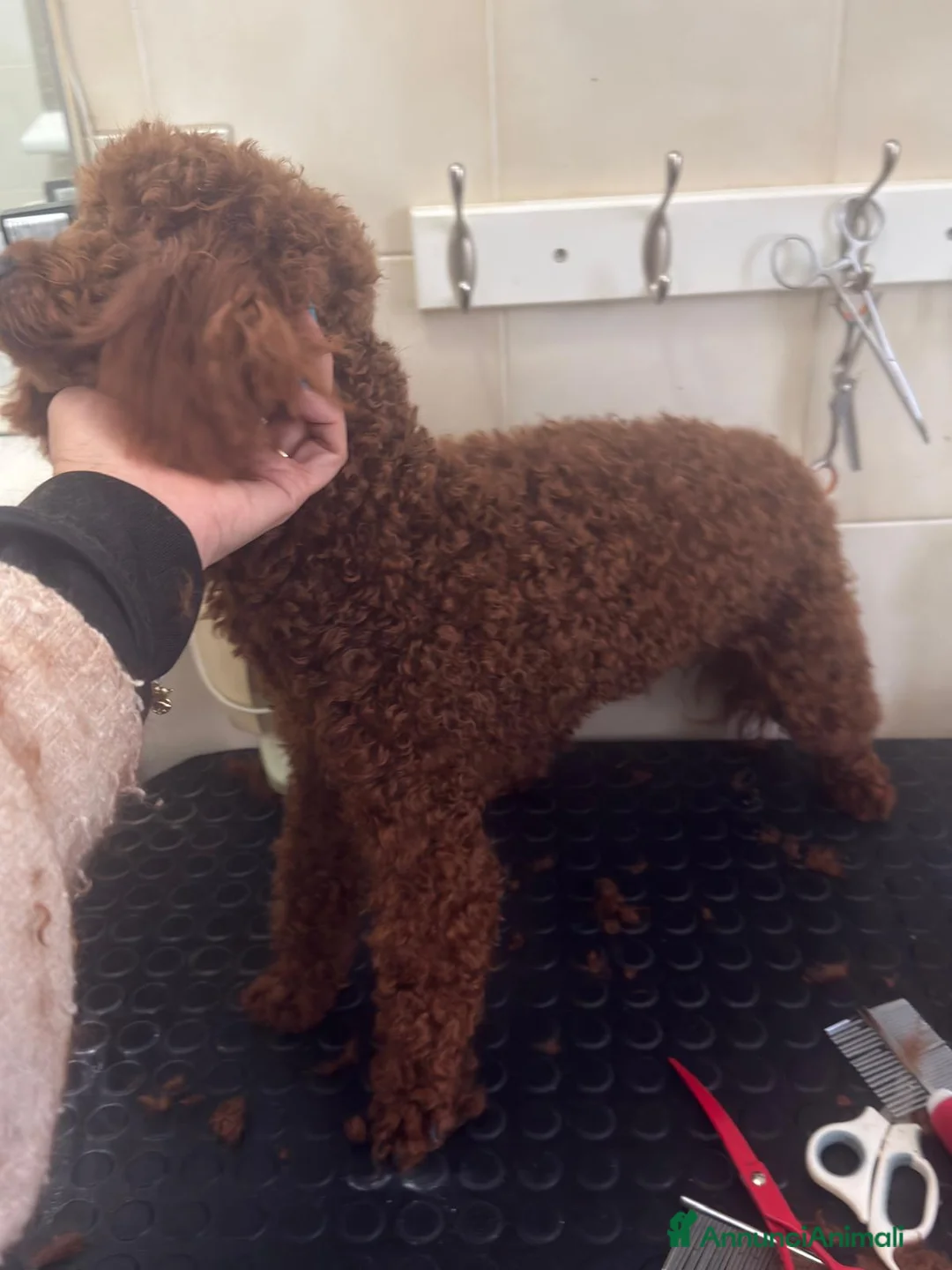 Barboncino cani in vendita: Barboncino nano piccolo red brown  - Annuncio 2