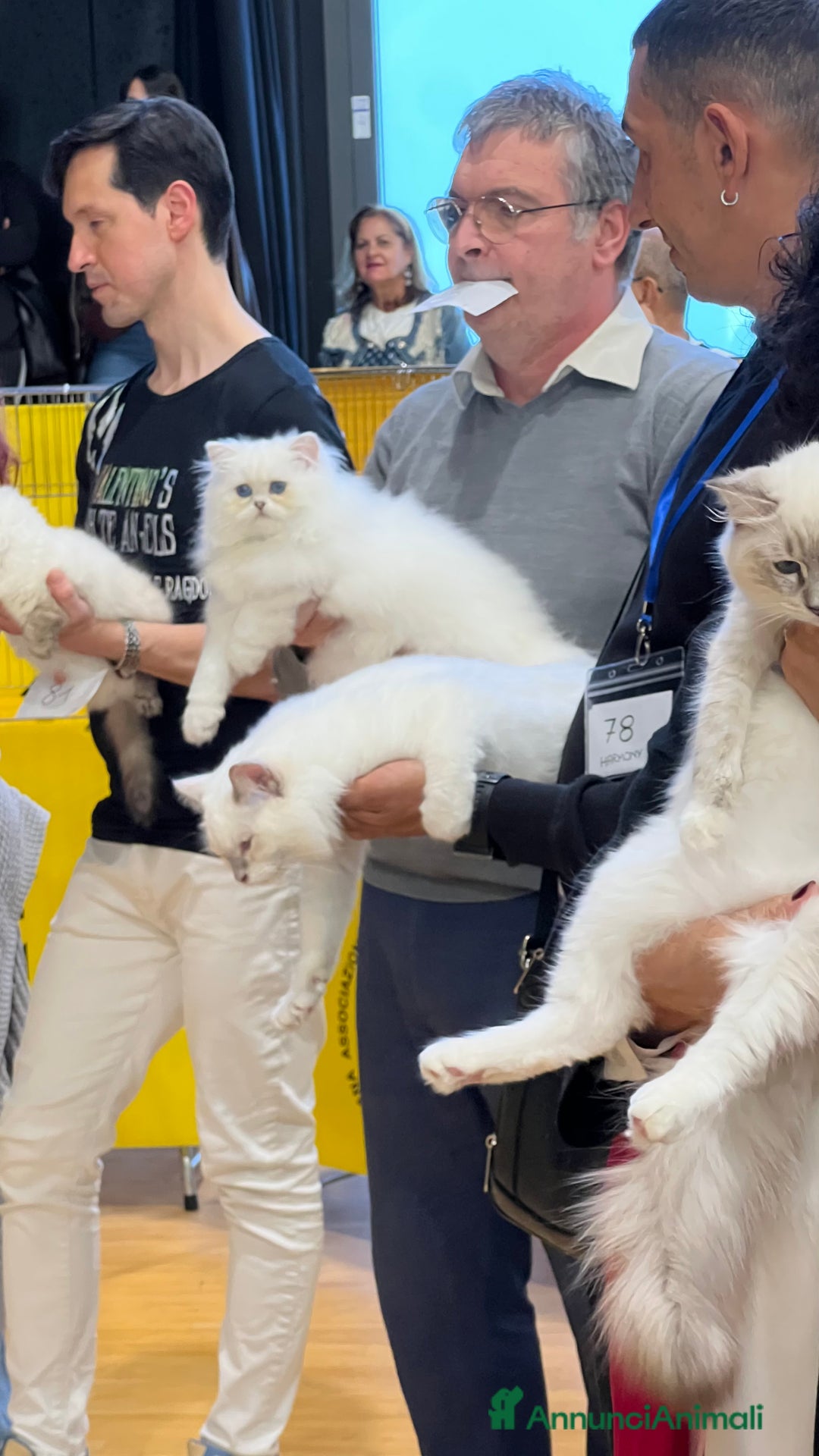 British gatti in vendita: British longhair - Annuncio 9