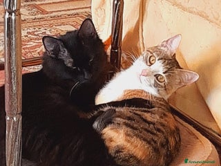 Europeo gatti CRÈME & CHOCOLAT — invisibili da 6 mesi 💔 - Annuncio 1