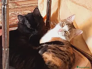 Europeo gatti CRÈME & CHOCOLAT — invisibili da 6 mesi 💔 - Annuncio 39