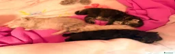 Persiano gatti in vendita: gattini persiani  - Annuncio 5