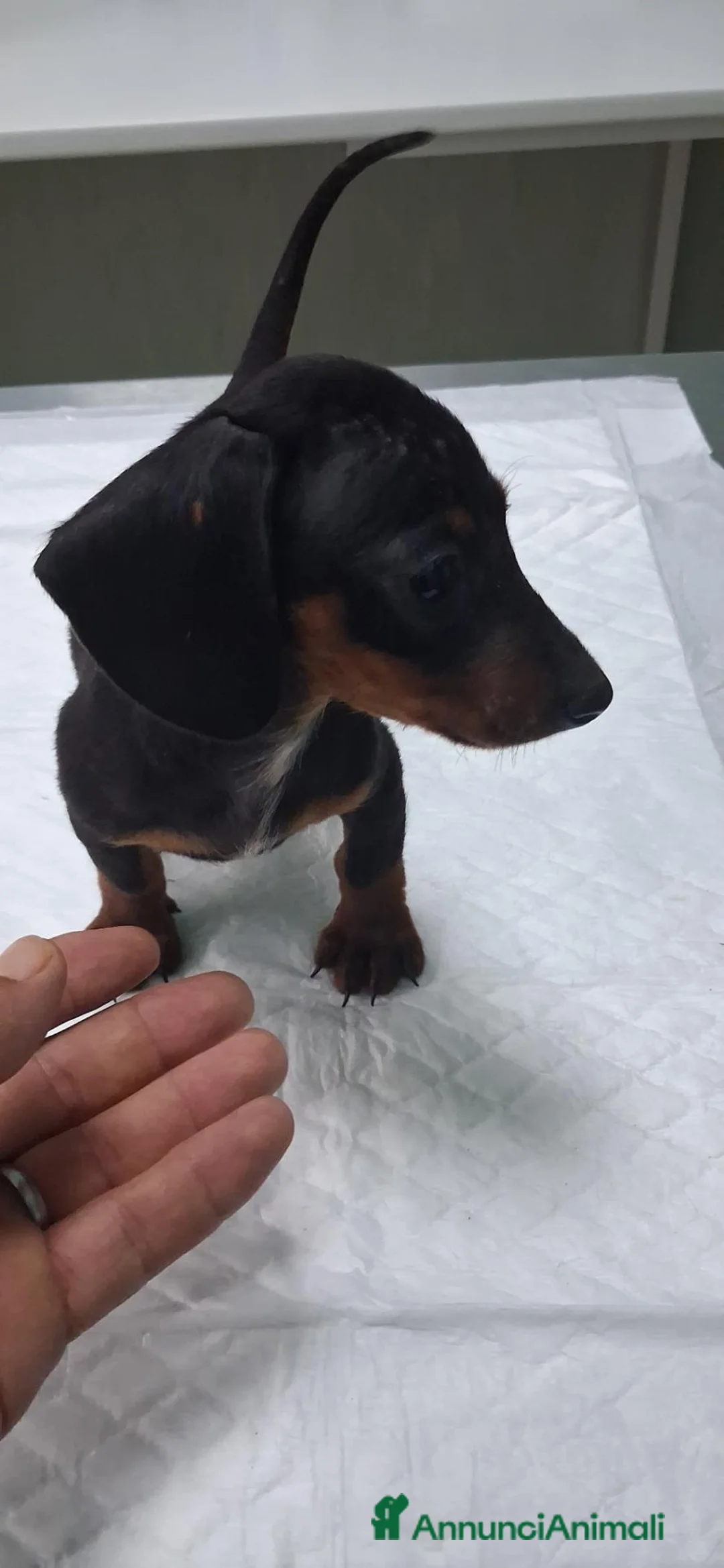 Bassotto cani in vendita: Cuccioli di bassotto  - Annuncio 2