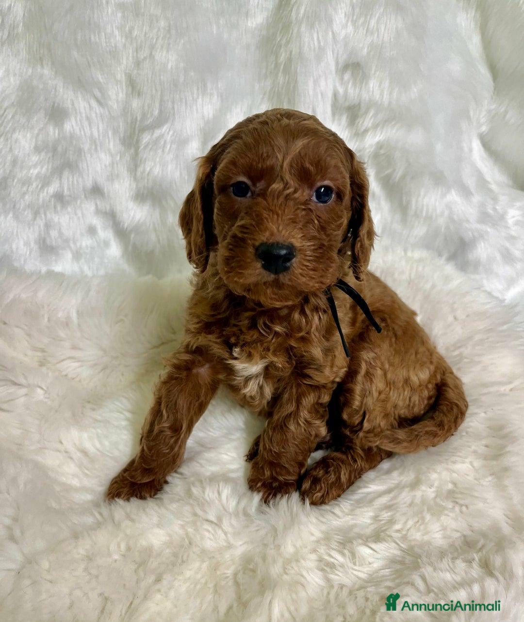 Golden Retriever cani in vendita: Australian Golden DoubleDoodle - Annuncio 11