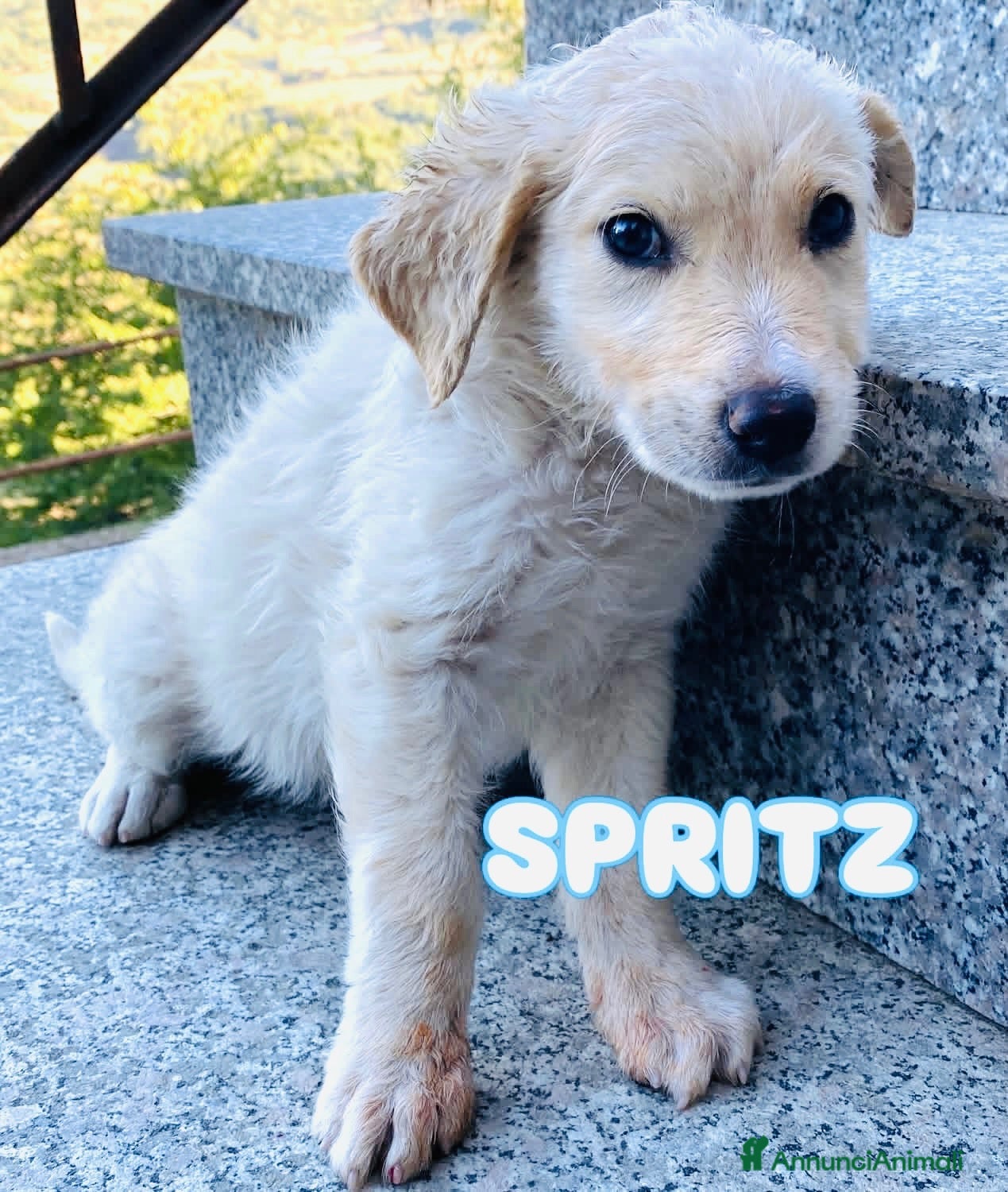 Meticcio cani in regalo: Cucciolo taglia media 3 mesi - Annuncio 4