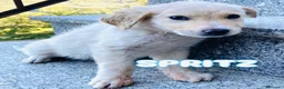 Meticcio cani in regalo: Cucciolo taglia media 3 mesi - Annuncio 1