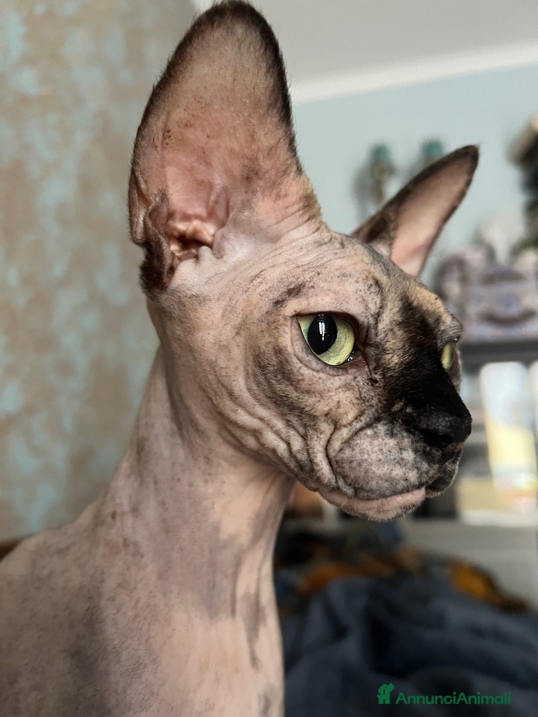 Sphynx gatti in vendita: Sphynx  a Città metropolitana di Roma Capitale - Annuncio 8