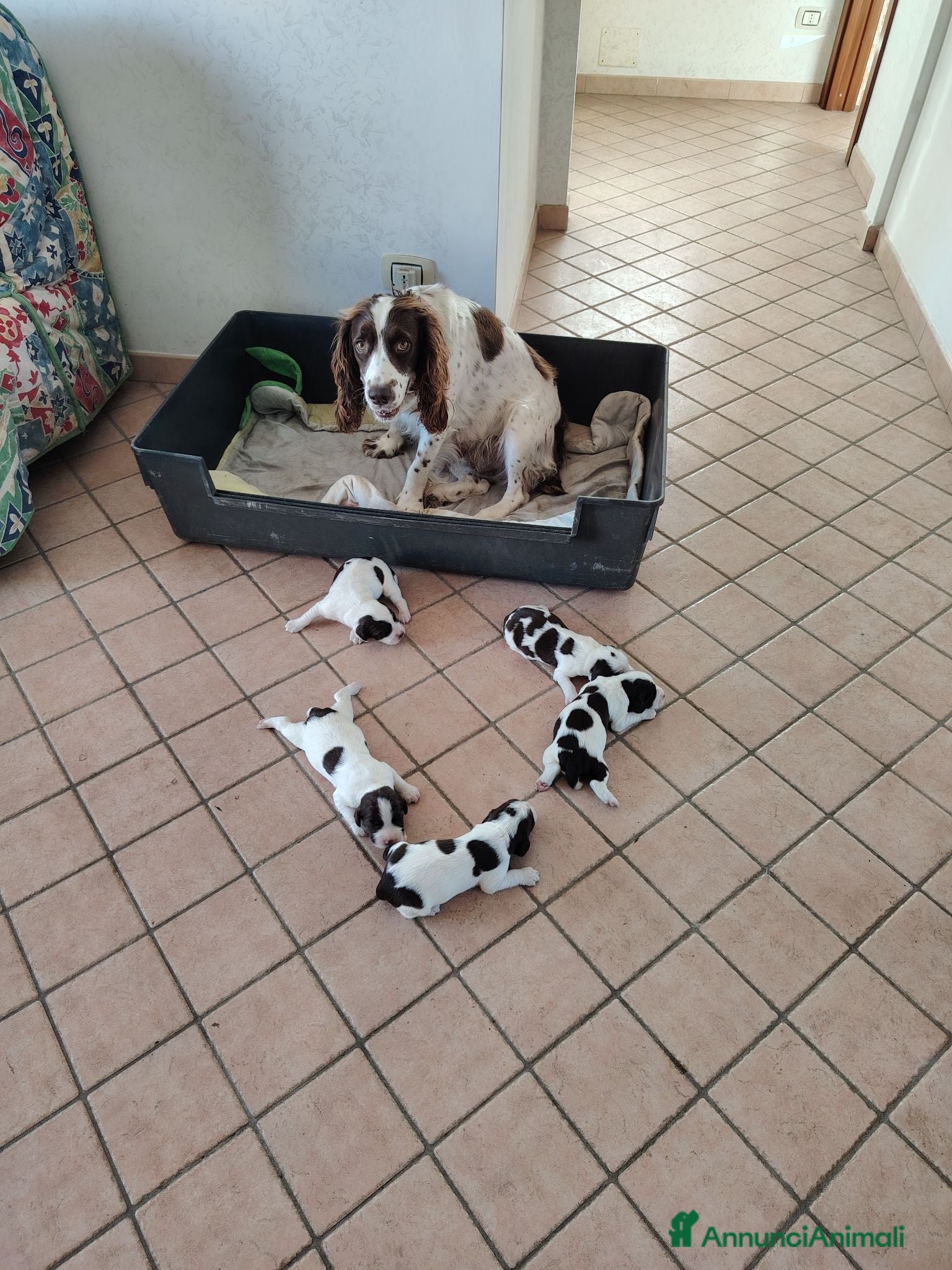 Springer Spaniel Inglese cani Springs spaniel - Annuncio 3