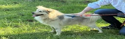 Meticcio cani in regalo: yorgo, un tenero pelosetto - Annuncio 9