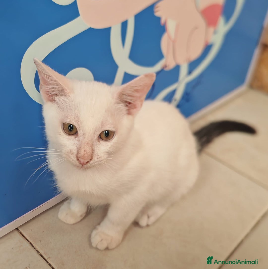 Europeo gatti in regalo: Gattini in adozione a BOLOGNA  - Immagine 5